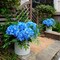 Spring Tabletop Decor – 5 Pcs 18.5" Faux Silk Blue Hydrangea Artificial Flowers for Wedding, Party & Home Centerpieces